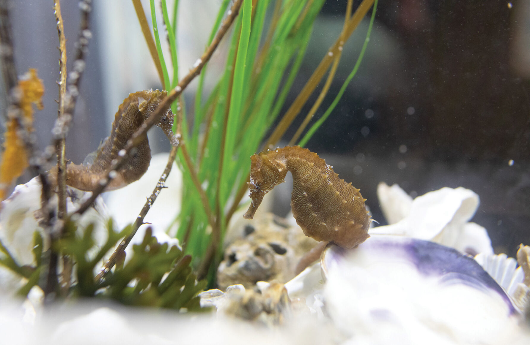 Lined seahorses
